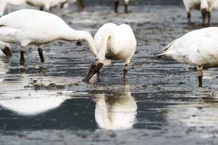 Téléchargez les photos : Profile view of a trumpeter swan feeding on a cover crop - en image libre de droit