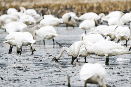 Téléchargez les photos : Wide angle view of a large group of swans feeding in a field - en image libre de droit