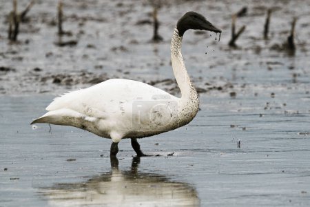 Téléchargez les photos : Full length view of a trumpeter swan covered in mud - en image libre de droit