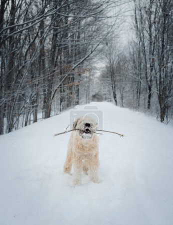 Téléchargez les photos : Cute dog playing with a stick on snowy wooded trail in winter.. - en image libre de droit