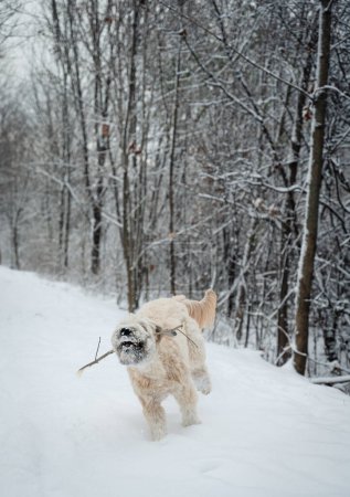 Foto de Fluffy dog running with a stick on snowy wooded trail in winter.. - Imagen libre de derechos