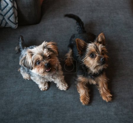 Photo for Pair of cute morkie dogs sitting on a sofa together. - Royalty Free Image