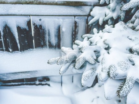 Téléchargez les photos : Snow covering branches of evergreen tree after winter storm. - en image libre de droit