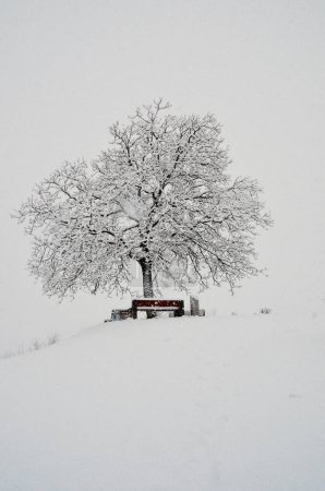 Téléchargez les photos : Beautiful winter tree in Zurich - en image libre de droit