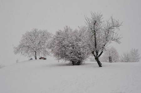 Téléchargez les photos : Beautiful winter nature in Zurich - en image libre de droit