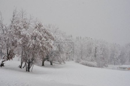 Foto de Sowing winter nature in Zurich - Imagen libre de derechos