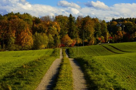 Téléchargez les photos : Autumn nature photo in Zurich - en image libre de droit