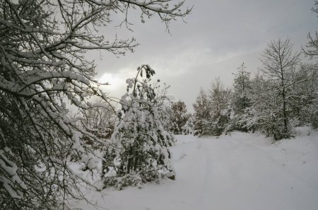 Téléchargez les photos : Beautiful winter nature in Rajince - en image libre de droit