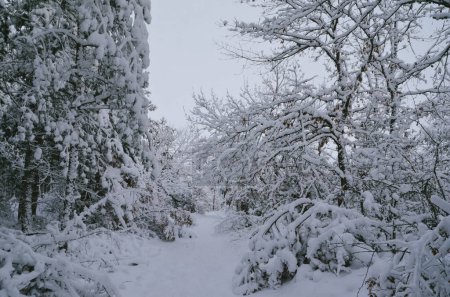 Foto de Beautiful winter nature in Rajince - Imagen libre de derechos
