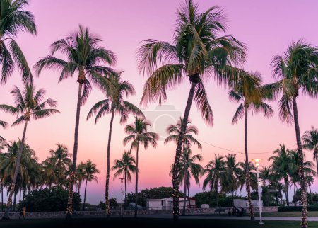 Photo for Trees at sunset in Miami Beach summer - Royalty Free Image