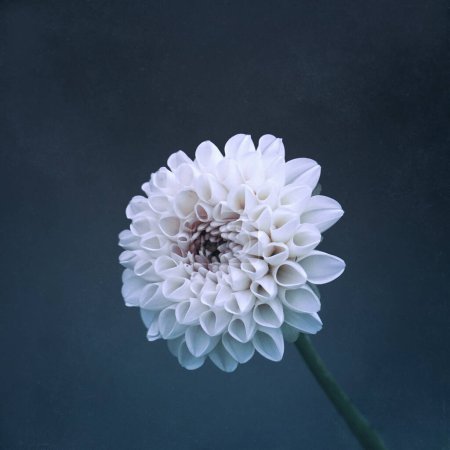 Photo for Beautiful white dahlia flower in the garden in springtime - Royalty Free Image