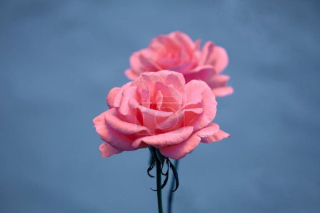 Téléchargez les photos : Rose romantique rose fleur dans le jardin au printemps - en image libre de droit
