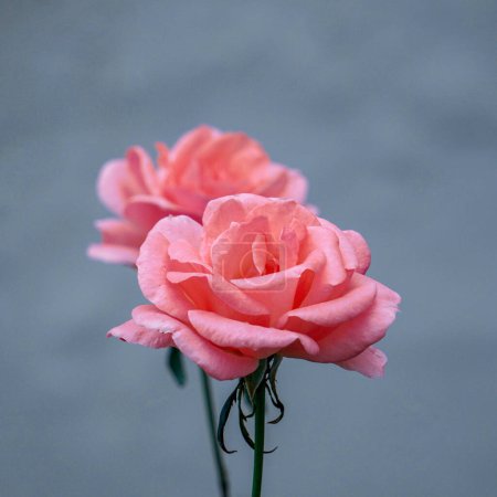 Foto de Rosa romántica flor en el jardín en primavera - Imagen libre de derechos