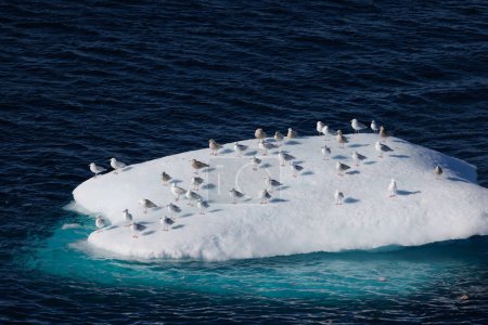 Foto de Birds resting over  iceberg floating over sea - Imagen libre de derechos