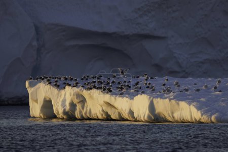 Téléchargez les photos : Birds resting over  iceberg floating over sea - en image libre de droit