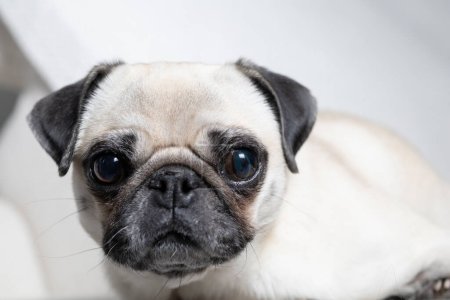Portrait of pug breed dog with adorable face