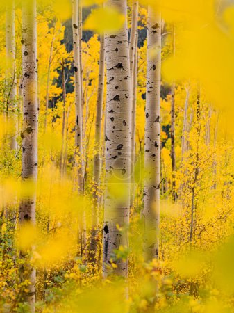 Téléchargez les photos : Looking Through the Aspen Trees - Fall Colors Colorado - en image libre de droit