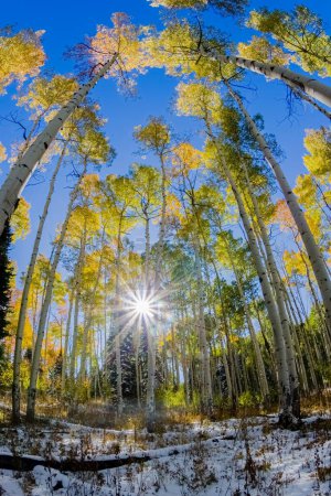 Téléchargez les photos : Fisheye Aspen Trees - Colorado Fall Colors - en image libre de droit