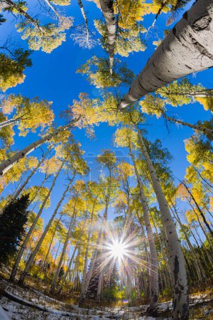 Téléchargez les photos : Fisheye Aspen Trees - Colorado Fall Colors - en image libre de droit