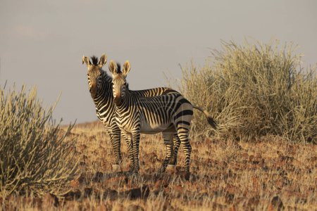 Téléchargez les photos : Couple of Zebras during sunset, Juriesdraai, Kunene, Namibia - en image libre de droit