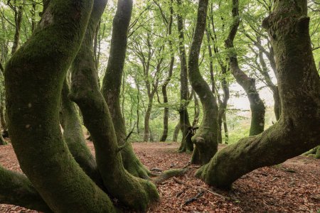 Foto de Dense woodland of beech trees, Rold Forest, Denmark - Imagen libre de derechos