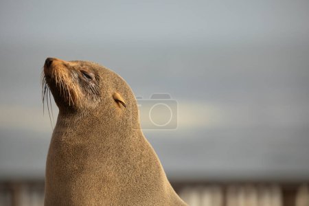 Foto de Brown Fur Seal in Cape Cross, Erongo Region, Namibia - Imagen libre de derechos