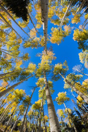 Foto de Fisheye Aspen Trees - Colorado Fall Colors - Imagen libre de derechos