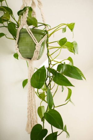 Foto de Close Up of Green Indoor Plant in a Macrame Plant Holder - Imagen libre de derechos