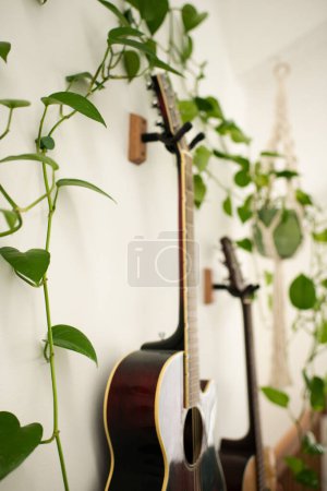 Photo for Close Up of Guitars on Wall with Plants in a Macrame Plant Holder - Royalty Free Image