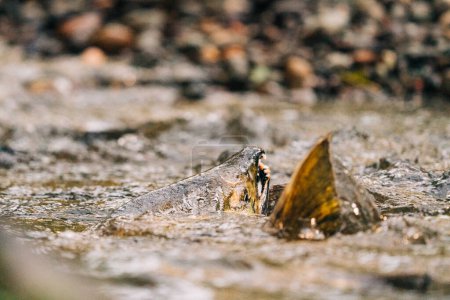 Photo for View from behind of a chum salmon's head out of the water - Royalty Free Image