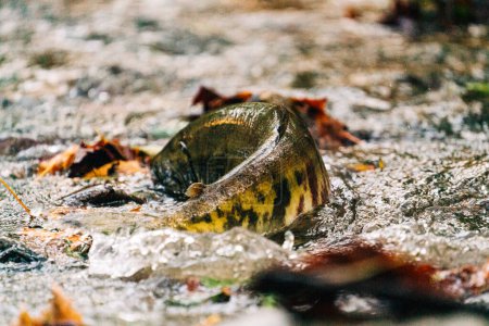 Photo for Closeup view of a chum salmon in a shallow creek - Royalty Free Image