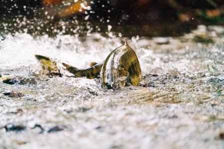 Photo for Straight on view of a chum salmon swimming upstream - Royalty Free Image
