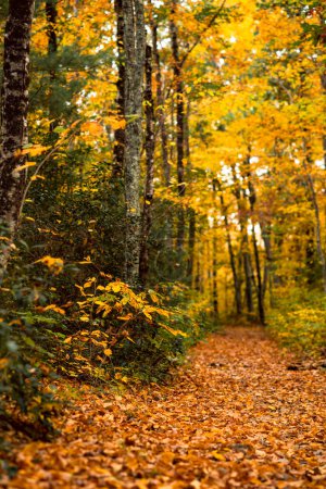 Foto de Fall Foliage along trails in Arcadia State Management Area of Rhode Island - Imagen libre de derechos