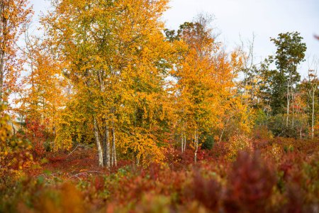 Téléchargez les photos : Fall Foliage along trails in Arcadia State Management Area of Rhode Island - en image libre de droit