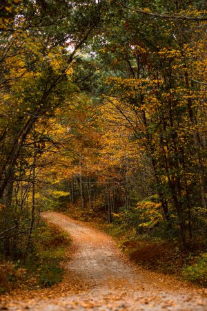 Foto de Fall Foliage along trails in Arcadia State Management Area of Rhode Island - Imagen libre de derechos