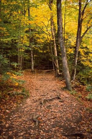 Foto de Fall Foliage at a waterfall in Stowe, Vermont - Imagen libre de derechos