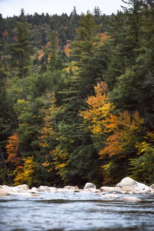 Photo for Fall Foliage along the Kancamagus Highway of New Hampshire - Royalty Free Image