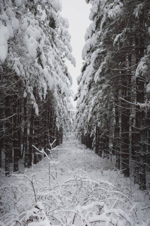 Foto de Wintery row snow covered of pine trees - Imagen libre de derechos