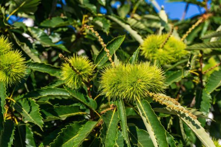 Foto de Branches of sweet edible chestnut with green cupules on a sunny day - Imagen libre de derechos