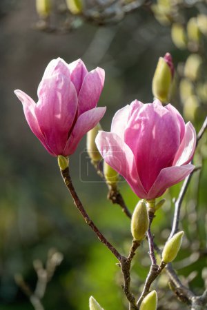 Foto de Blossoming pink flowers on a magnolia tree in the garden close up - Imagen libre de derechos