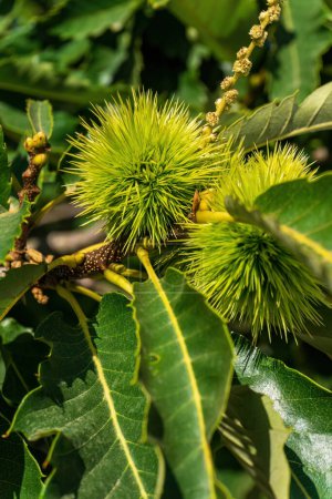 Téléchargez les photos : Branches of sweet edible chestnut with green cupules on a sunny day - en image libre de droit