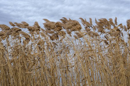 Foto de Dry and high water reeds on the winter sky background - Imagen libre de derechos