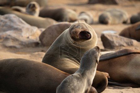 Foto de Arctocephalus Pusillus seals arguing in Cape Cross, Erongo Regio - Imagen libre de derechos