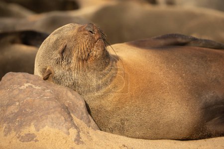 Téléchargez les photos : Arctocephalus Pusillus Seal sleeping in Cape Cross, Erongo Regio - en image libre de droit