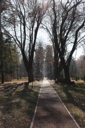 Téléchargez les photos : Road with light bulbs in autumn park - en image libre de droit