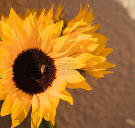 Téléchargez les photos : Sunflower bee yellow background nature - en image libre de droit