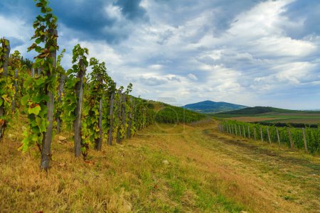 Téléchargez les photos : Storm in the vineyard (Tokaj region) - en image libre de droit