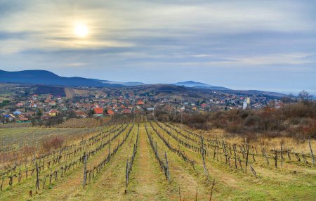 Téléchargez les photos : Old vineyard in the Tokaj region - en image libre de droit
