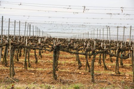 Téléchargez les photos : Old vines are getting ready for a new vinetage - en image libre de droit