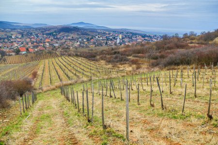 Foto de Md from the rgya vineyard (Tokaj region) - Imagen libre de derechos